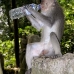 monkey_macaque_balinese_mf_ubud_v_0855_bal4567.jpg